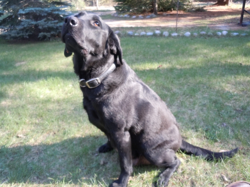 Pigeon River Labrador Puppies